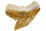 Fossil Tiger Shark (Galeocerdo) Tooth - Bone Valley, Florida #299488-1